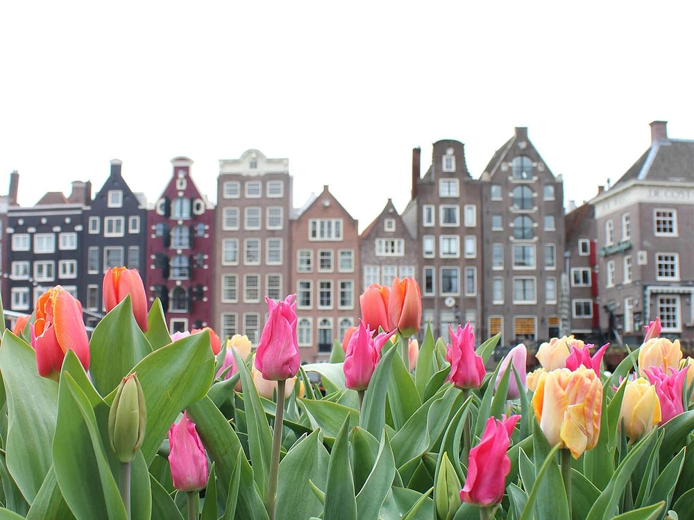 Discovering Amsterdam in spring: the best things to do