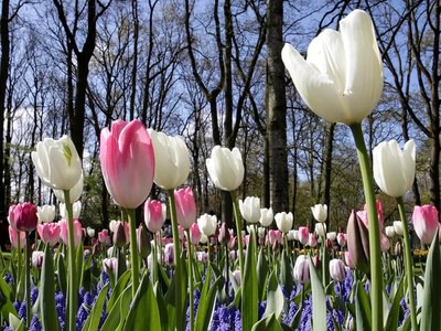 Tulips in keukenhof 3tkljn30