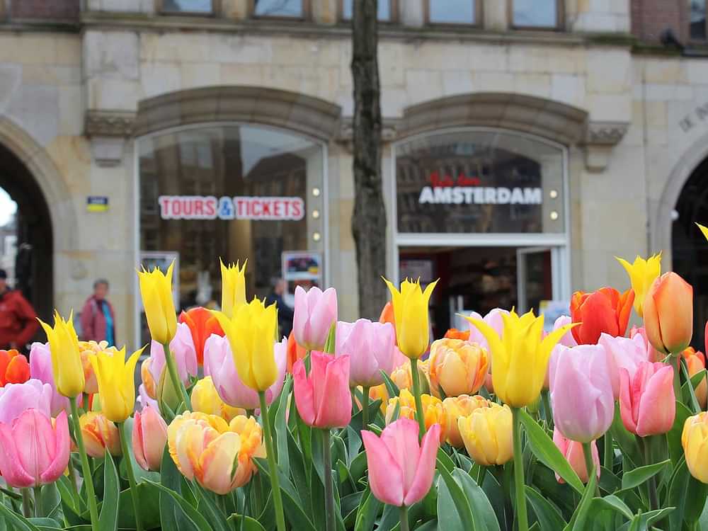 Tulips in and around Amsterdam