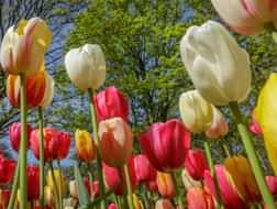 The top 3 places to find tulips in Amsterdam
