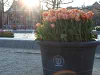 Tulp Festival