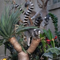 Artis Royal  Zoo Amsterdam