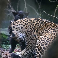 Artis Royal  Zoo Amsterdam
