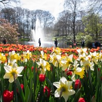 Keukenhof bus tour from Amsterdam