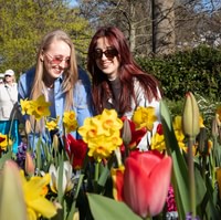 Keukenhof Entreebewijs