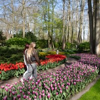 Keukenhof bus tour from Amsterdam