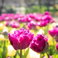 Keukenhof bus tour from Amsterdam
