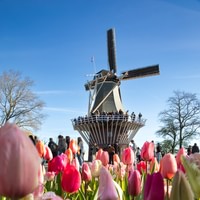 Excursión de un día a Keukenhof con visita guiada, tiempo libre y traslado en autobús
