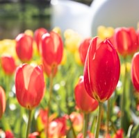 Excursión de un día a Keukenhof con visita guiada, tiempo libre y traslado en autobús
