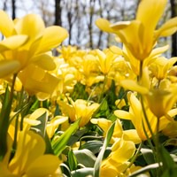 Keukenhof bus tour from Amsterdam