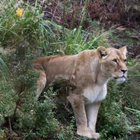 Artis Royal  Zoo Amsterdam