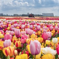 The Tulip Experience Amsterdam: ticket