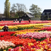 The Tulip Experience Amsterdam: ticket