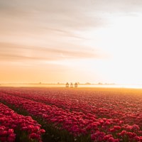 The Tulip Experience Amsterdam: ticket