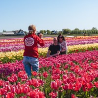 The Tulip Experience Amsterdam: ticket