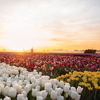 From Amsterdam: Keukenhof Gardens & Tulip Experience Tour