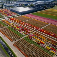 From Amsterdam: Keukenhof Gardens & Tulip Experience Tour
