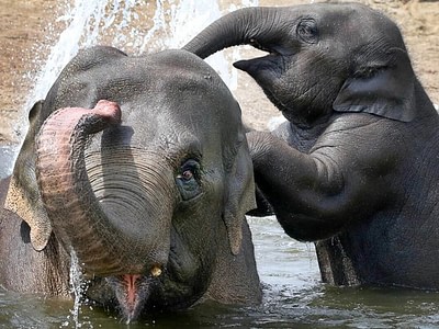 Artis royal zoo gallery image elephants yindee vinh dzcd2qlg