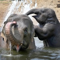 Marvel at the new-born animals at ARTIS Royal Zoo