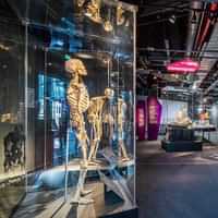KÖRPERWELTEN - BODY WORLDS Berlin