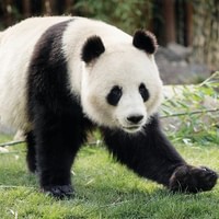 Copenhagen ZOO