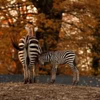 Copenhagen ZOO