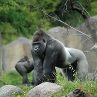 Rotterdam Zoo Diergaarde Blijdorp