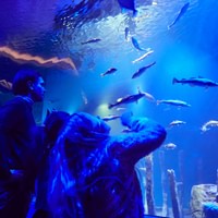 Skansen - friluftsmuseum