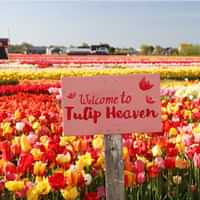 From Amsterdam: Keukenhof Gardens & Tulip Experience Tour