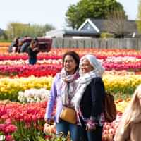 The Tulip Experience Amsterdam: ticket only