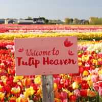 The Tulip Experience Amsterdam: ticket only