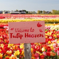 The Tulip Experience Amsterdam: ticket only