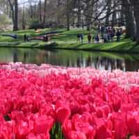 Keukenhof – Amsterdam bus transfer