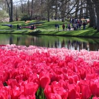 Keukenhof – Amsterdam bus transfer