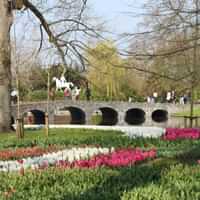 Keukenhof bus tour from Amsterdam