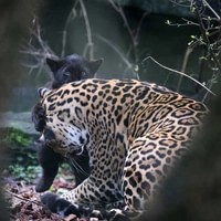 ARTIS Amsterdam Royal Zoo