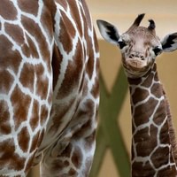 ARTIS Amsterdam Royal Zoo