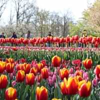 From Amsterdam: Keukenhof Gardens & Tulip Experience Tour