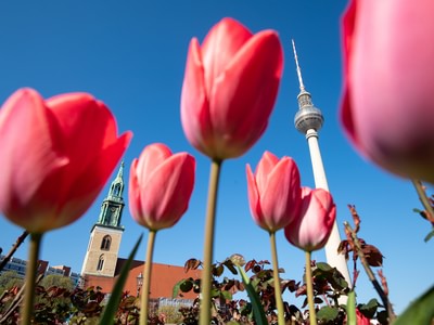 Berlin tulips tv tower 1000x750