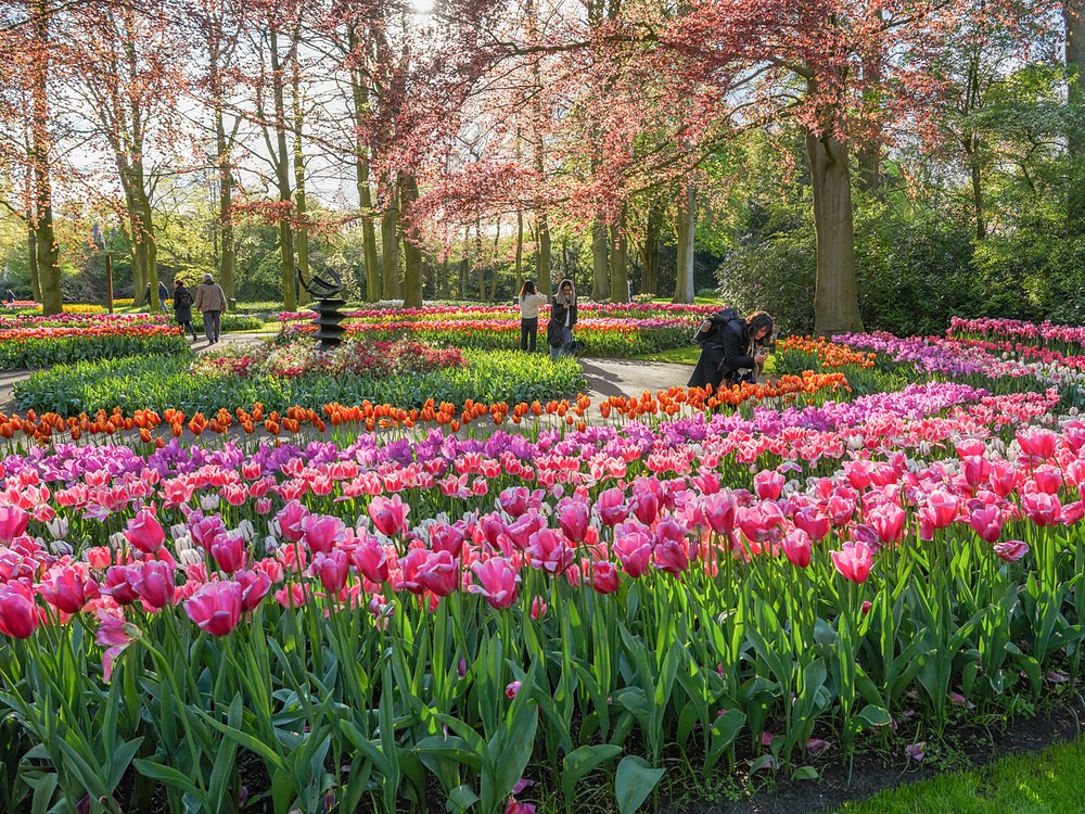 A Guide to Tulips in Keukenhof