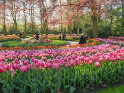 A Guide to Tulips in Keukenhof