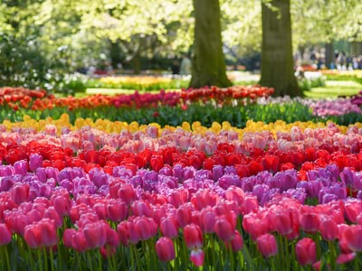 Blog tulip facts 1 1000x750