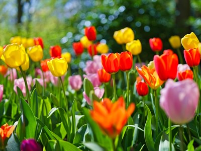 Blog tulip facts 2 1000x750