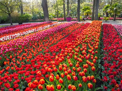 Blog tulip facts 3 1000x750