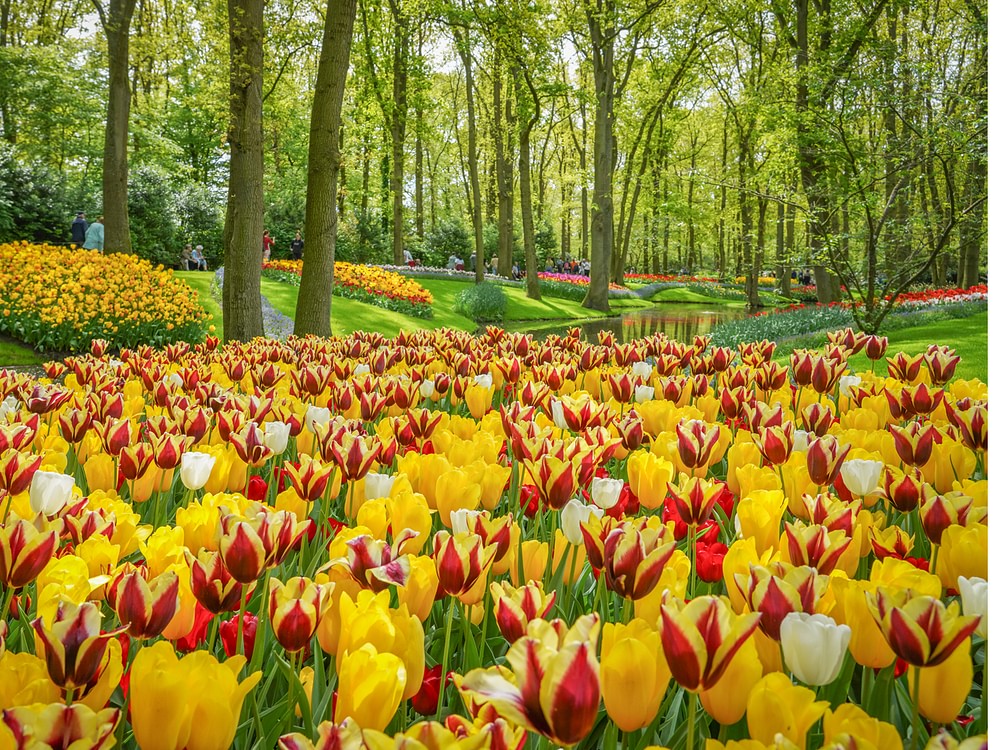 Keukenhof 2027: Experience an unforgettable day among flowers and fun