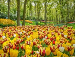 Keukenhof 2026: Experience an unforgettable day among flowers and fun