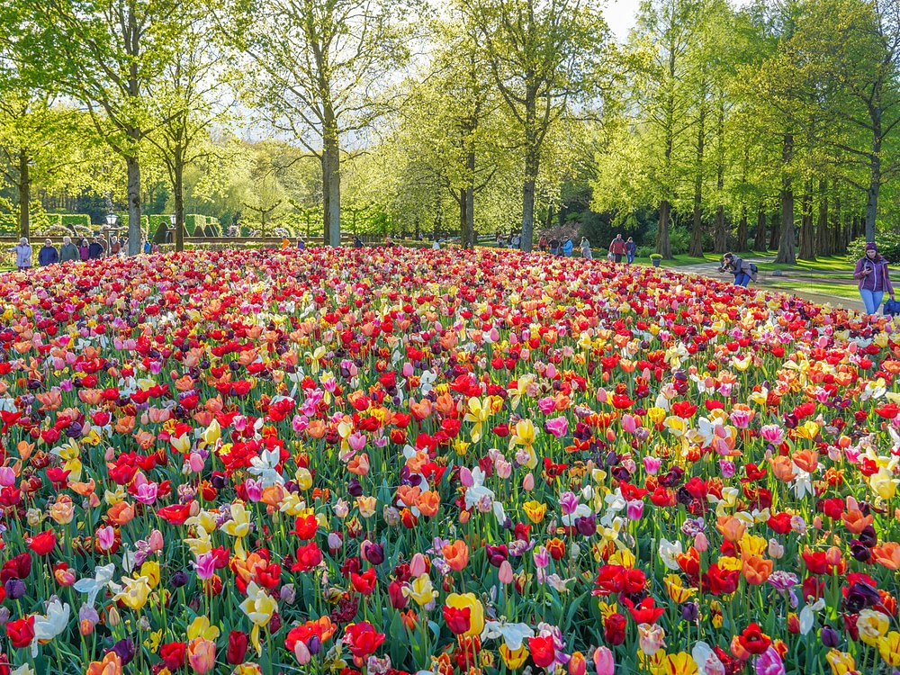 The best time to visit Keukenhof in 2027