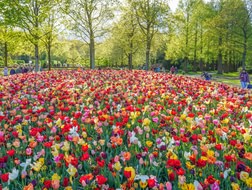 The best time to visit Keukenhof in 2027