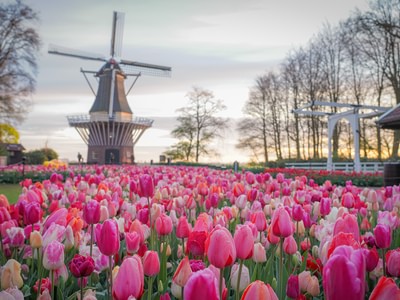 Pink tulip and windmill