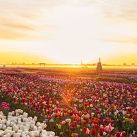 The Tulip Experience Amsterdam: Ticket only